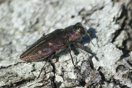 Réf. 258 448 : Chrysobothris affinis